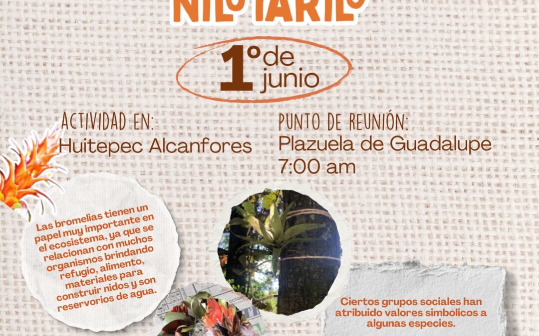 Este domingo también llevaremos bromelias de regreso al bosque 