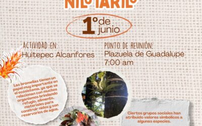 Este domingo también llevaremos bromelias de regreso al bosque 